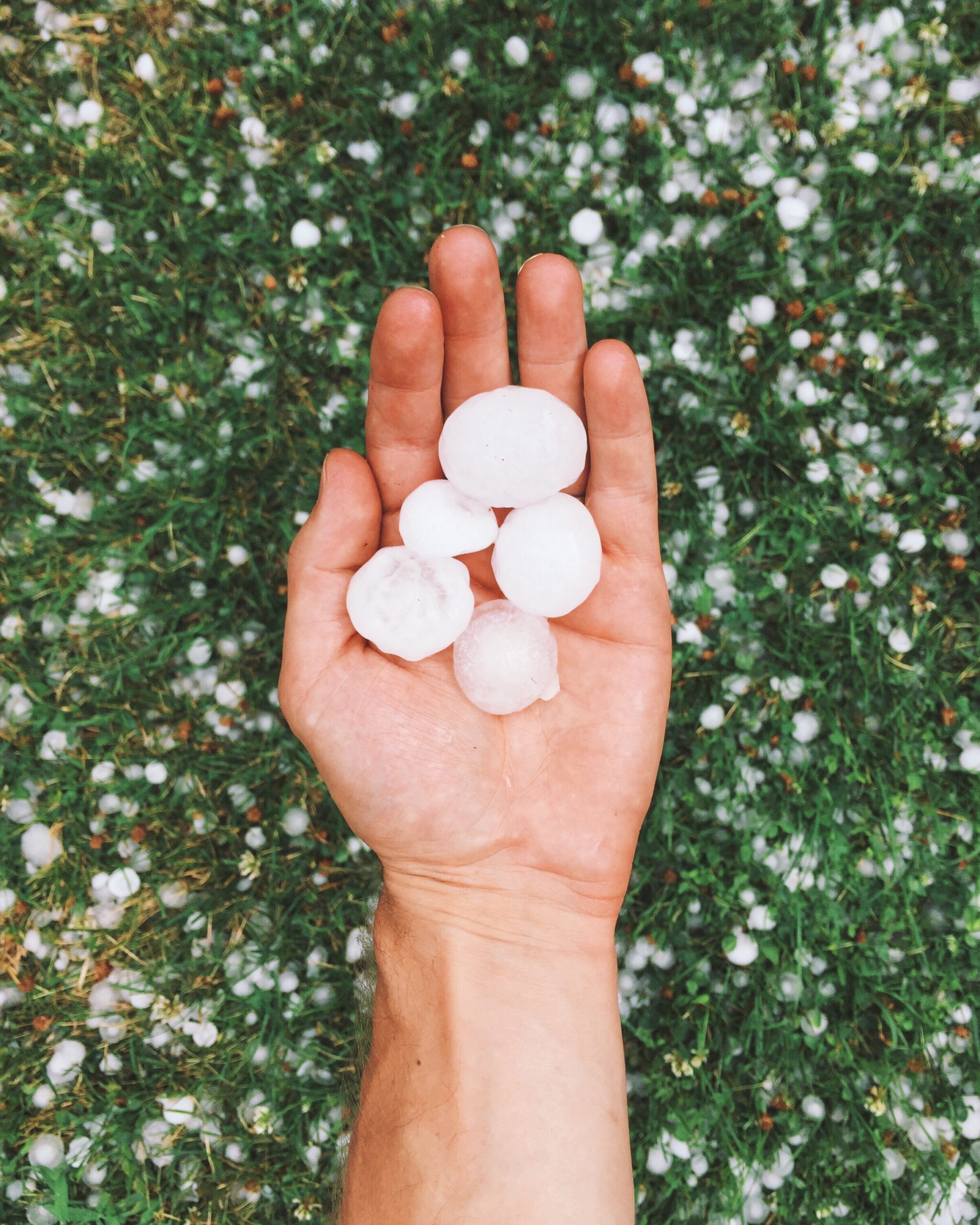An open hand holding several large hailstones with a lawn scattered with more hailstones in the background, indicative of a recent hailstorm.